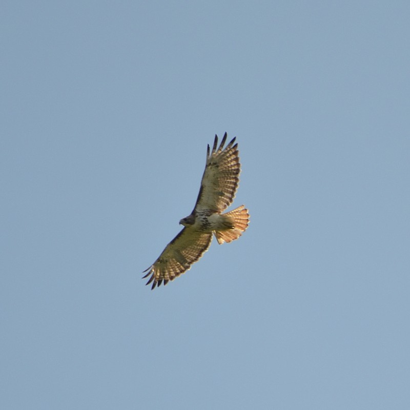 Red-tailed Hawk