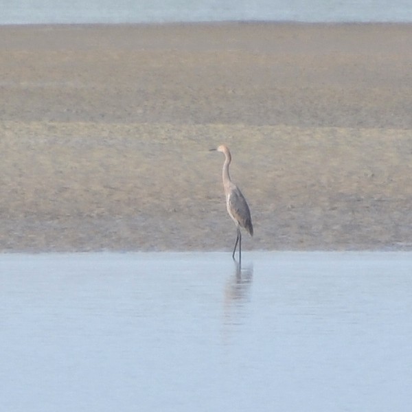 Reddish Egret