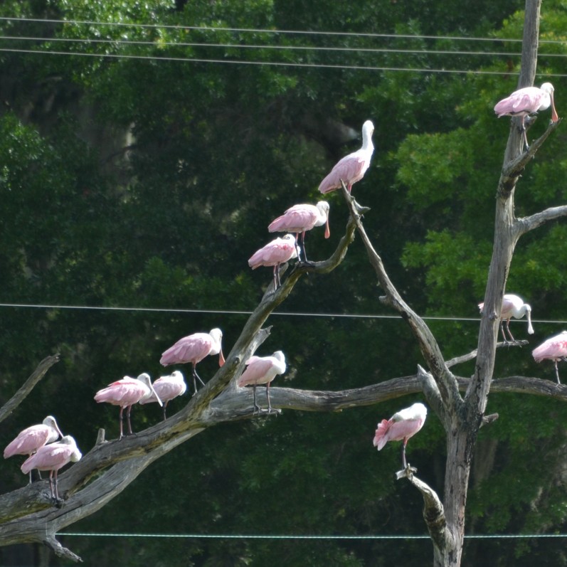 Roseate Spoonbill
