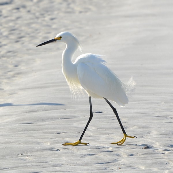 Snowy Egret