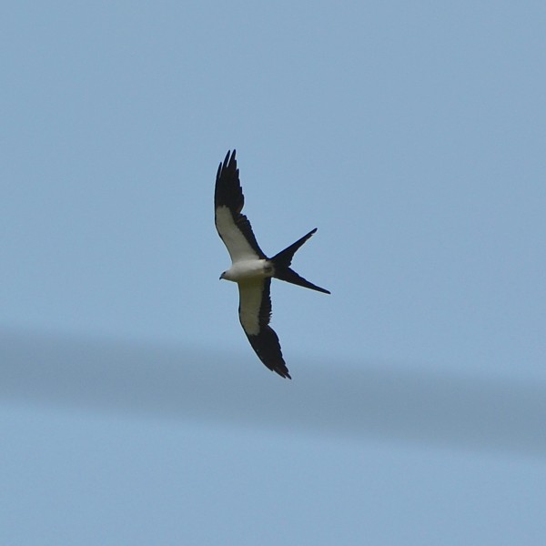 Swallow-tailed Kite