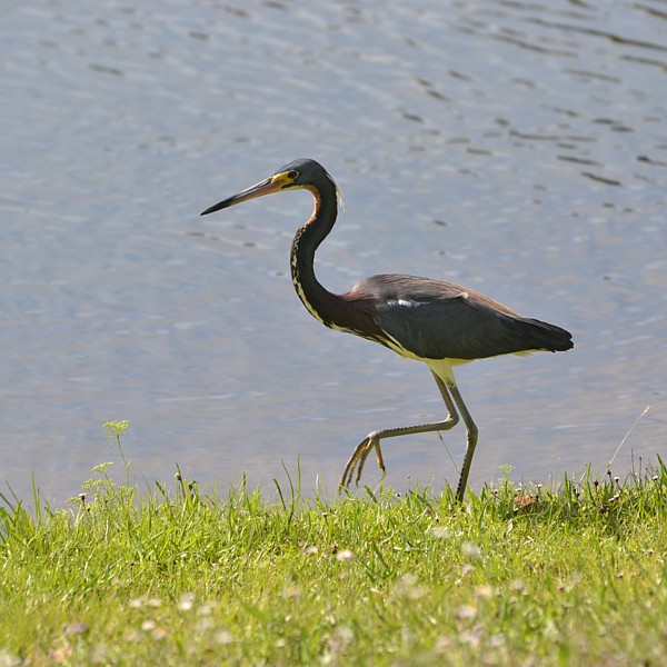 Tricolored Heron
