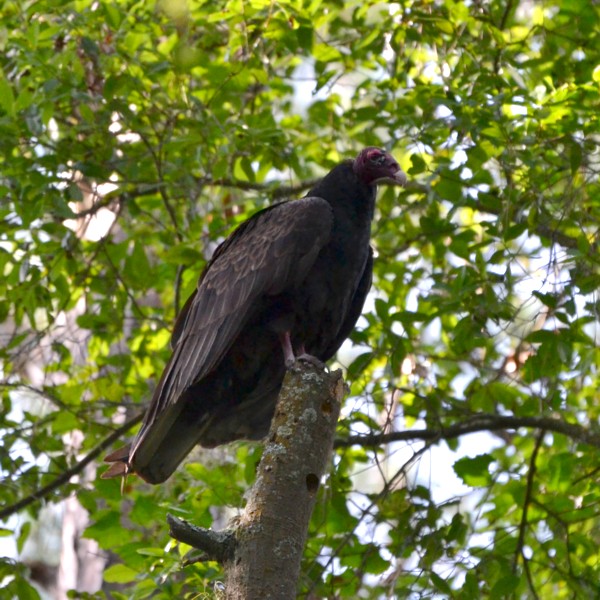 Turkey Vulture
