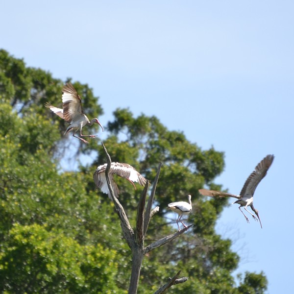White Ibis