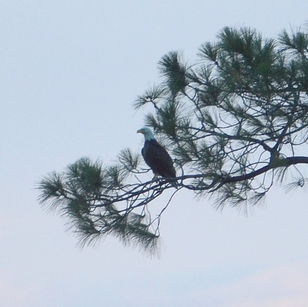 Bald Eagle Bald Eagle...
NO PHOTO YET
