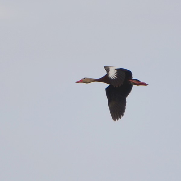 Black-bellied Whistling-Duck Black-bellied Whistling-Duck...
NO PHOTO YET