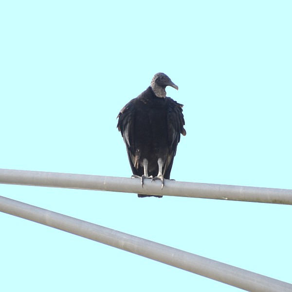 Black Vulture Black Vulture...
NO PHOTO YET
