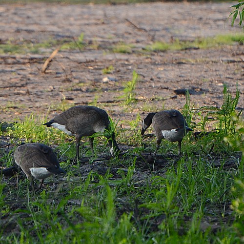 Canada Goose Canada Goose...
NO PHOTO YET