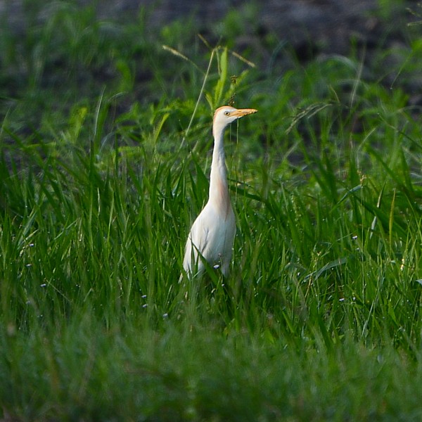 Cattle Egret Cattle Egret...
NO PHOTO YET