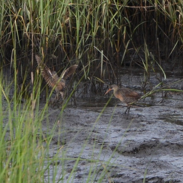 Clapper Rail Clapper Rail...
NO PHOTO YET