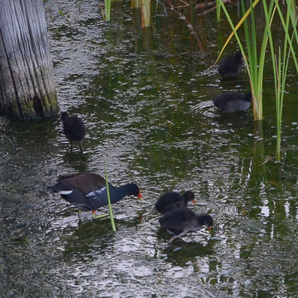 Common Gallinule Common Gallinule...
NO PHOTO YET