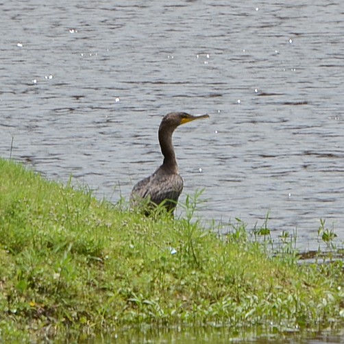 Double-crested Cormorant Double-crested Cormorant...
NO PHOTO YET
