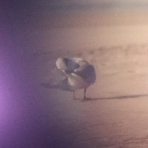 Forster's Tern Forster's Tern...
NO PHOTO YET