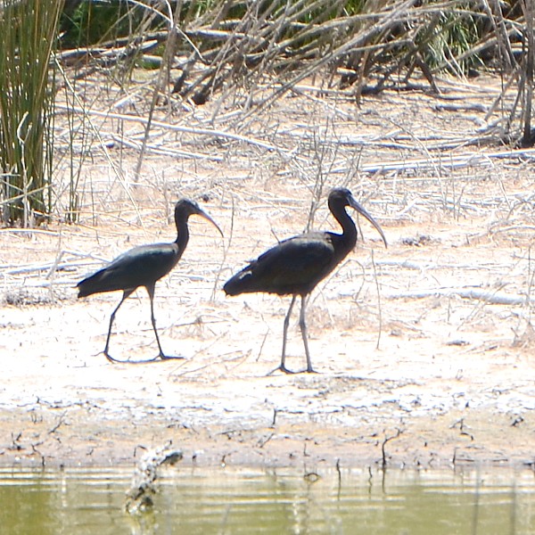 Glossy ibis Glossy ibis...
NO PHOTO YET