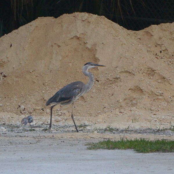Great Blue Heron Great Blue Heron...
NO PHOTO YET