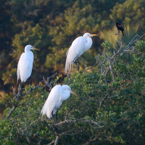 Great Egret Great Egret...
NO PHOTO YET