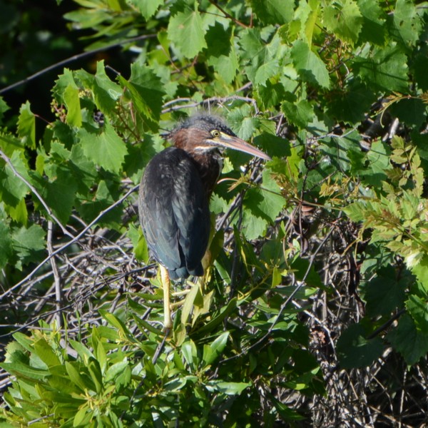 Green Heron Green Heron...
NO PHOTO YET