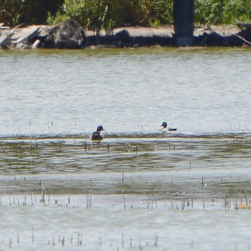 Lesser Scaup Lesser Scaup...
NO PHOTO YET