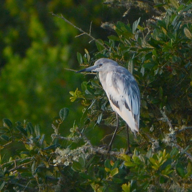 Little Blue Heron Little Blue Heron...
NO PHOTO YET