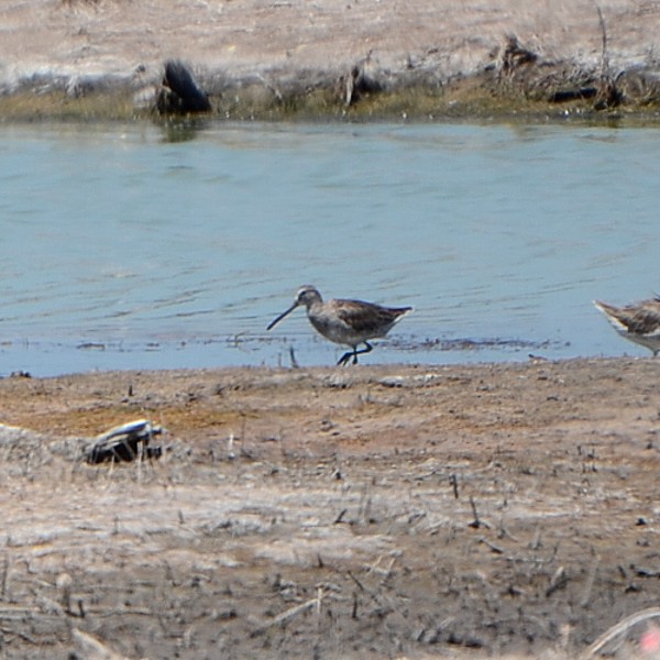 Long-billed Dowitcher Long-billed Dowitcher...
NO PHOTO YET