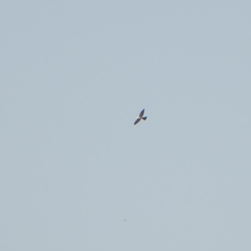 Mississippi Kite Mississippi Kite...
NO PHOTO YET