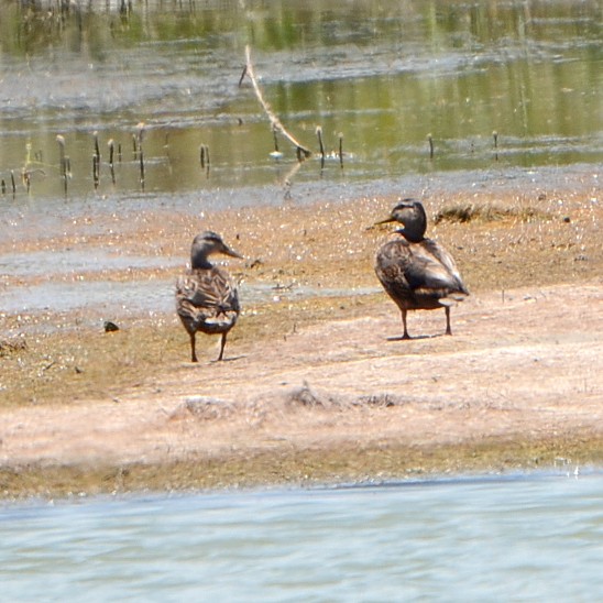 Mottled Duck Mottled Duck...
NO PHOTO YET