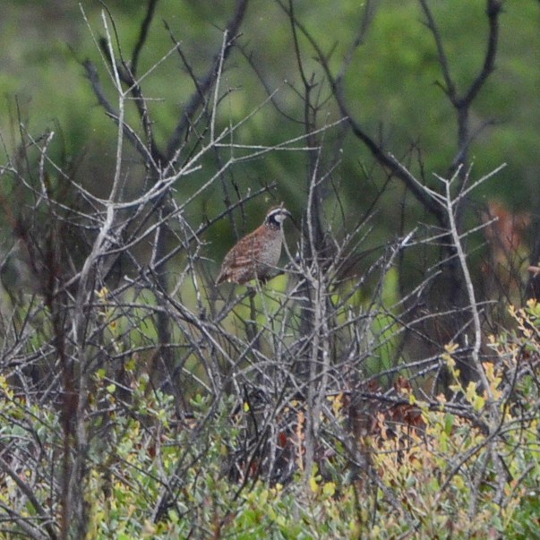 Northern bobwhite Northern bobwhite...
NO PHOTO YET