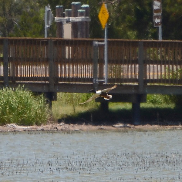 Northern Shoveler Northern Shoveler...
NO PHOTO YET