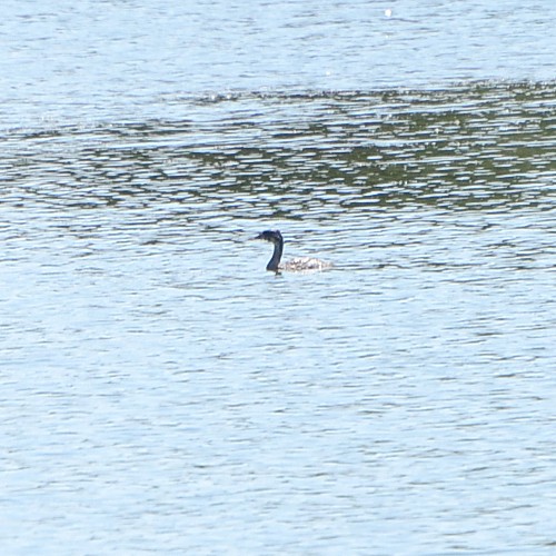 Pied-billed Grebe Pied-billed Grebe...
NO PHOTO YET