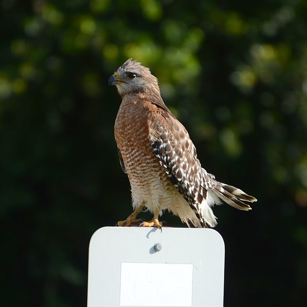 Red-shouldered Hawk Red-shouldered Hawk...
NO PHOTO YET