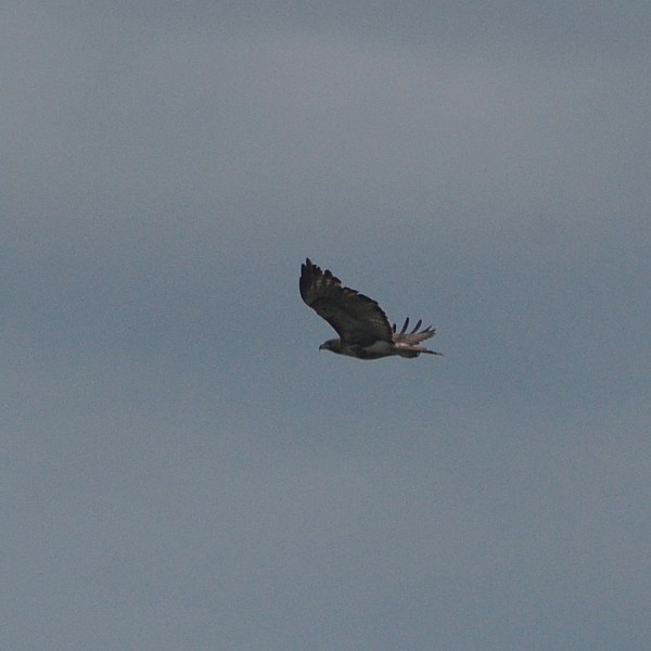 Red-tailed Hawk Red-tailed Hawk...
NO PHOTO YET
