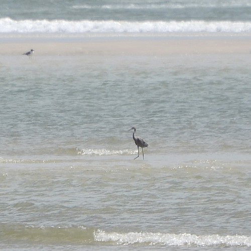 Reddish Egret Reddish Egret...
NO PHOTO YET
