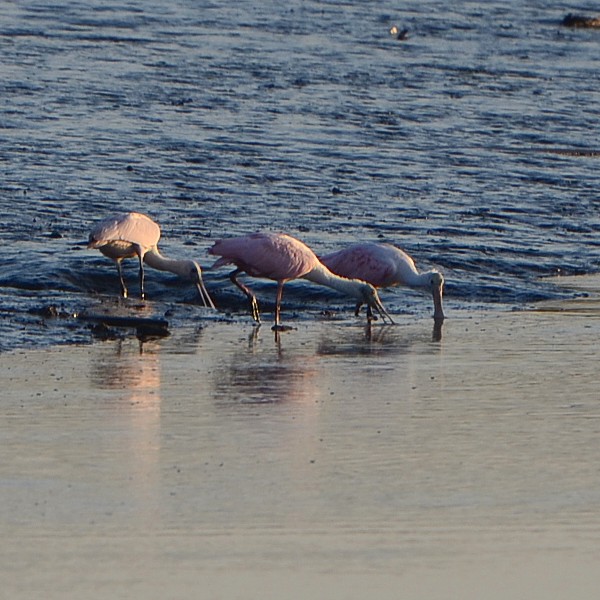 Roseate Spoonbill Roseate Spoonbill...
NO PHOTO YET