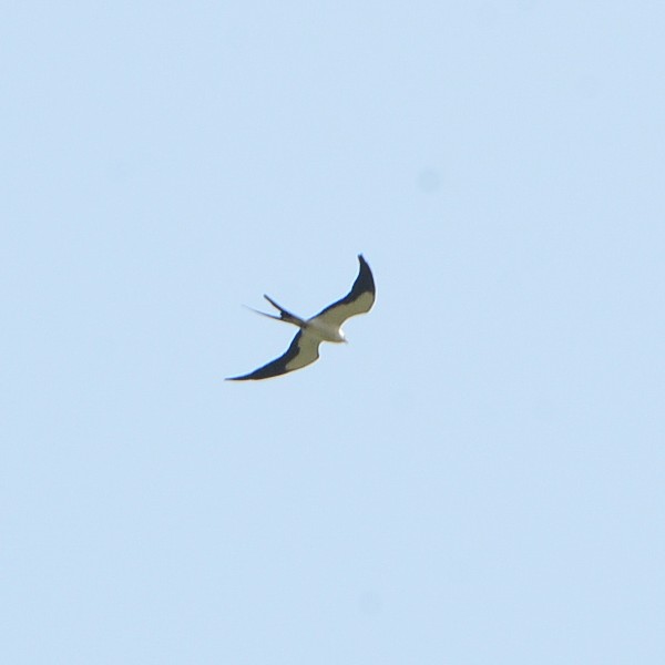 Swallow-tailed Kite Swallow-tailed Kite...
NO PHOTO YET