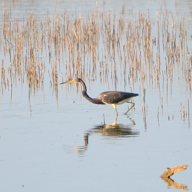 Tricolored Heron Tricolored Heron...
NO PHOTO YET