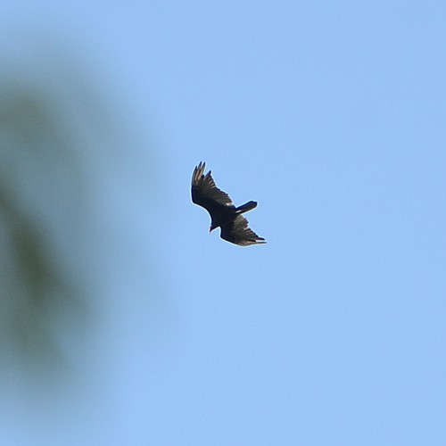 Turkey Vulture Turkey Vulture...
NO PHOTO YET