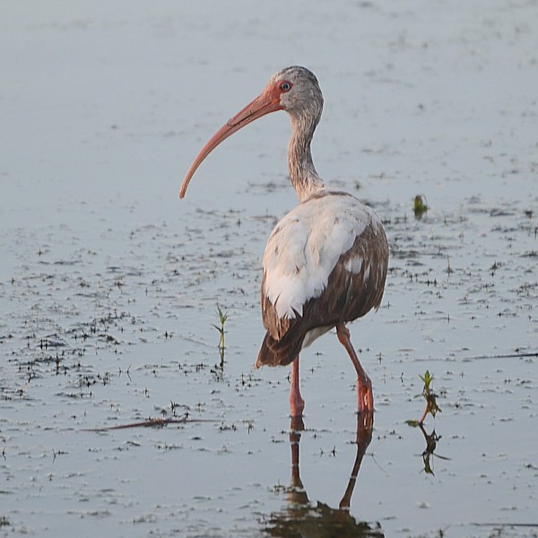 White Ibis White Ibis...
NO PHOTO YET
