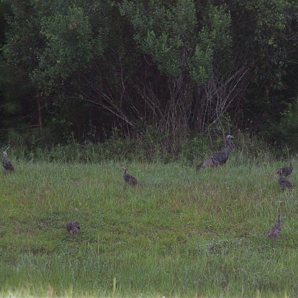 Wild Turkey Wild Turkey...
NO PHOTO YET