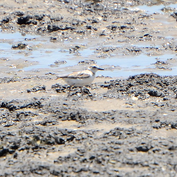 Wilson's Plover Wilson's Plover...
NO PHOTO YET