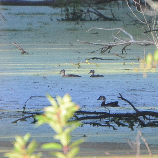 Wood Duck Wood Duck...
NO PHOTO YET