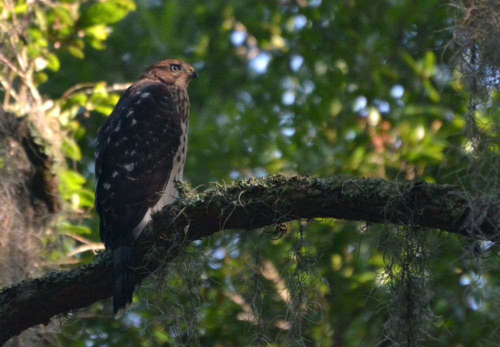 Cooper's Hawk