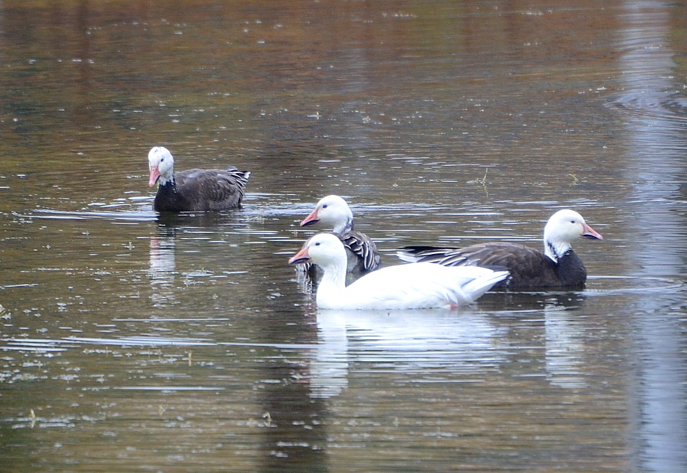 Snow Geese 11-23-2014.jpg