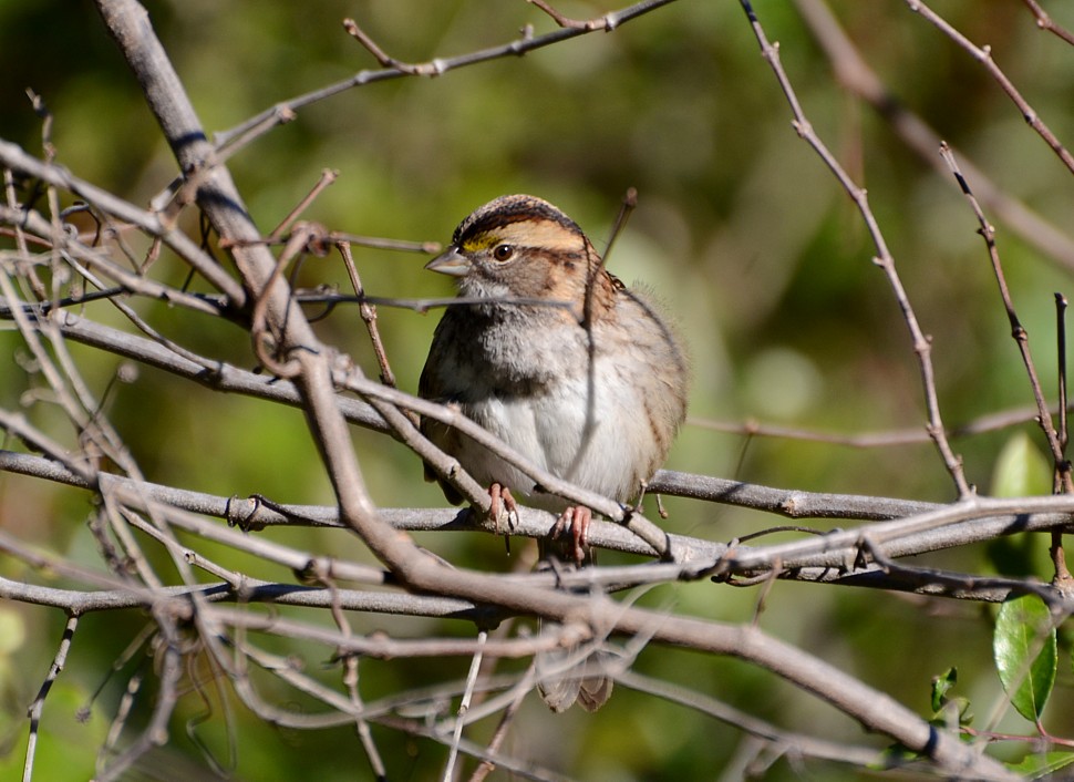 White-throated Sparrow - 12-17-2014, Hanna Park