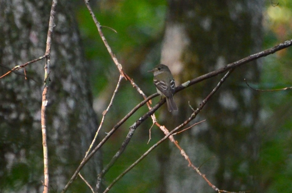 Acadian Flycatcher