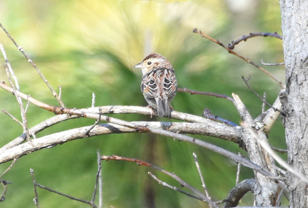 Bachman's Sparrow