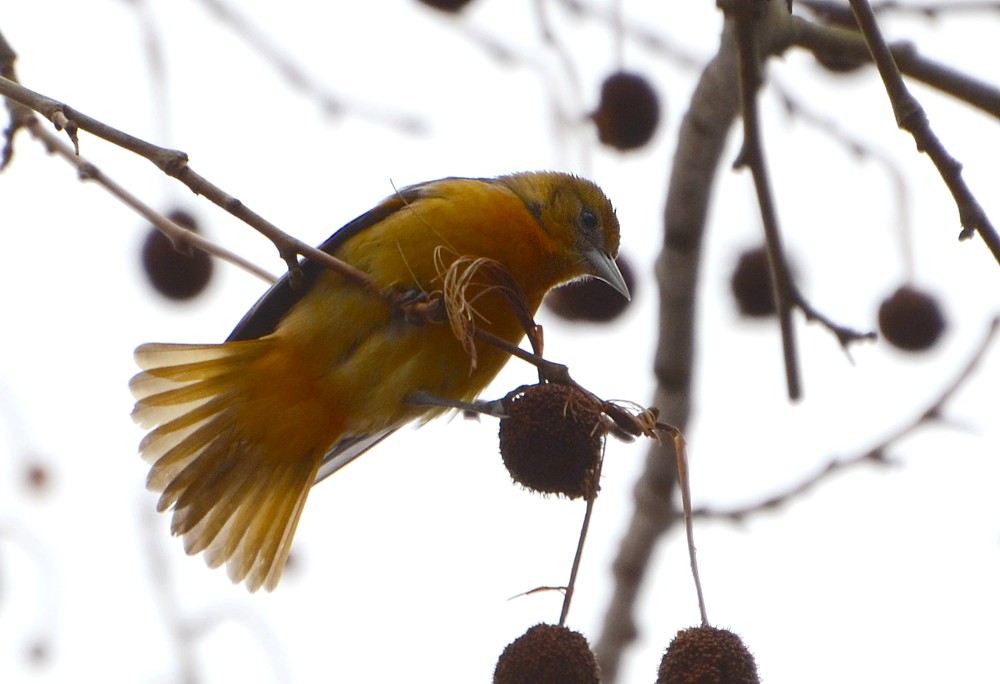 Baltimore Oriole - 2-26-2015, Jacksonville Zoo Picnic Area