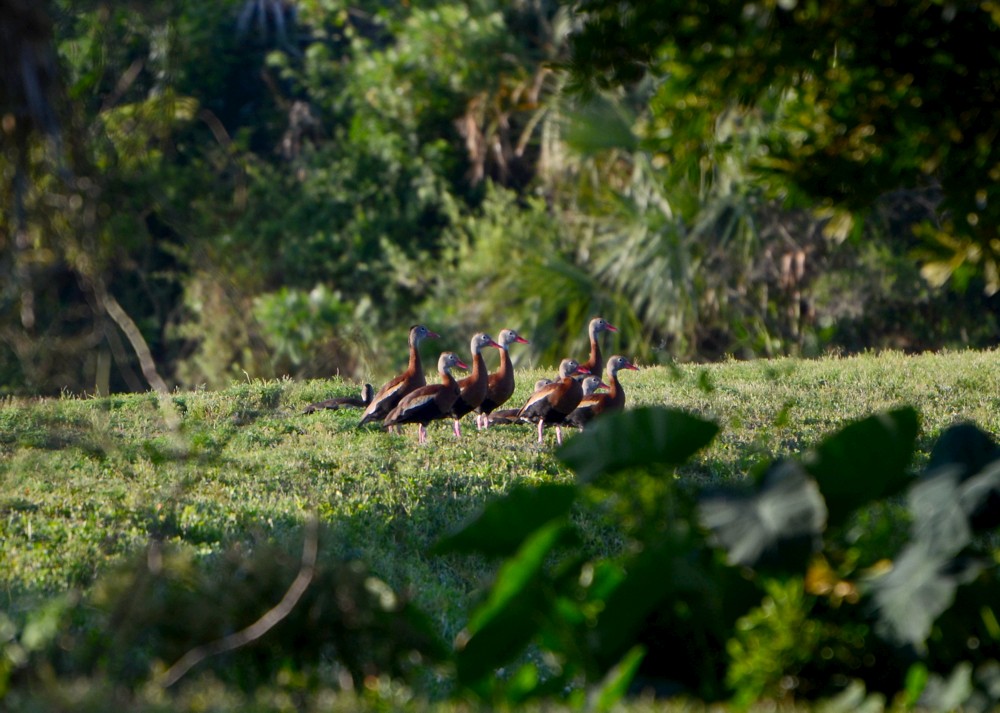 Black-bellied Whistling Ducks at Hanna Park, 5-22-2015
