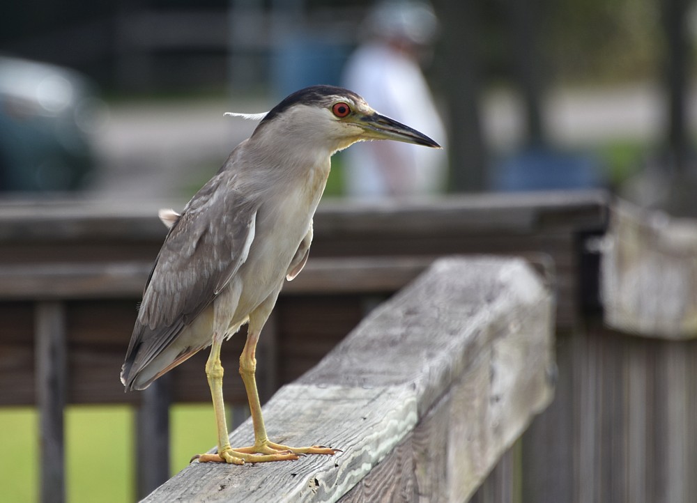 Black-crowned Night-Heron