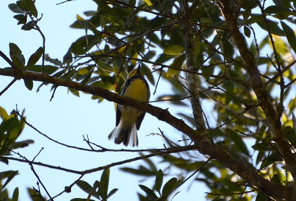 Black-throated Green Warbler