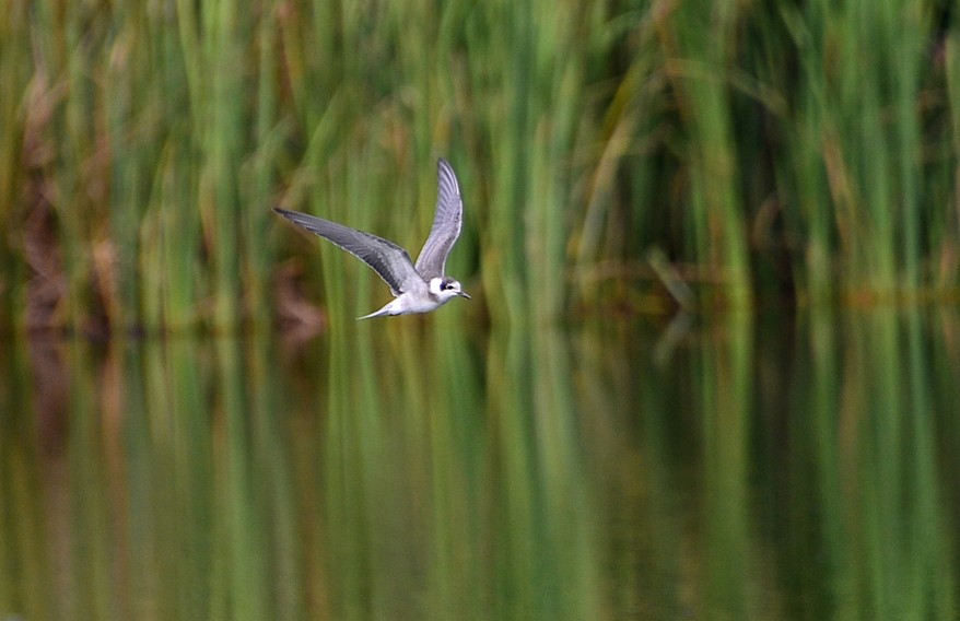 Juvenile Black Tern 9-1-2015, Hanna Park